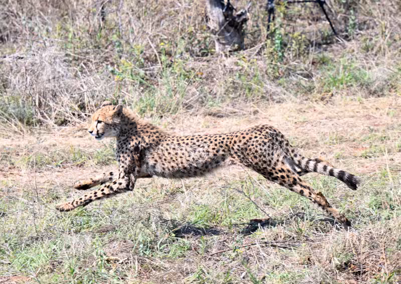 Botswana gifting India eight cheetahs