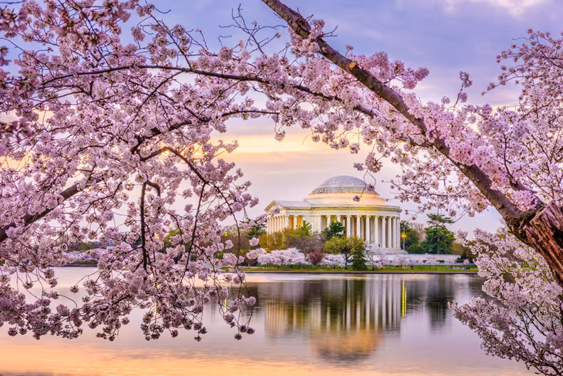 2026 National Cherry Blossom Festival
