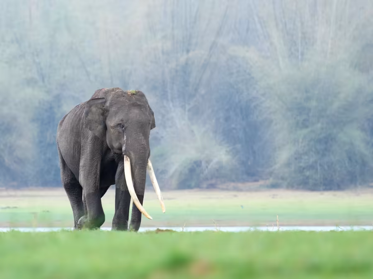 Evolve Back Kuruba Safari Lodge