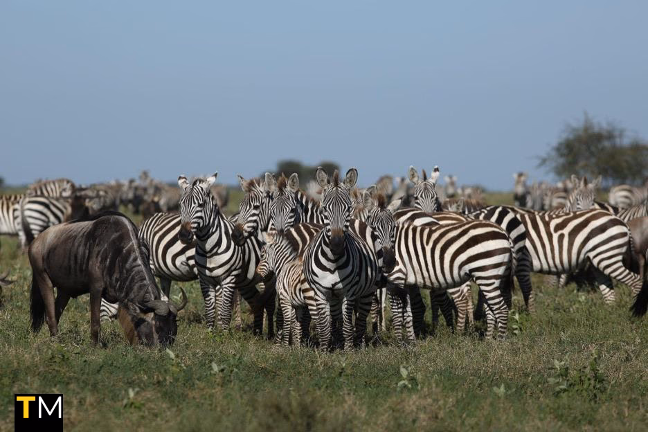 Lemala Camps and Lodges Launches 'Migration 365' to Reframe the Great Migration as a Year-Round Story