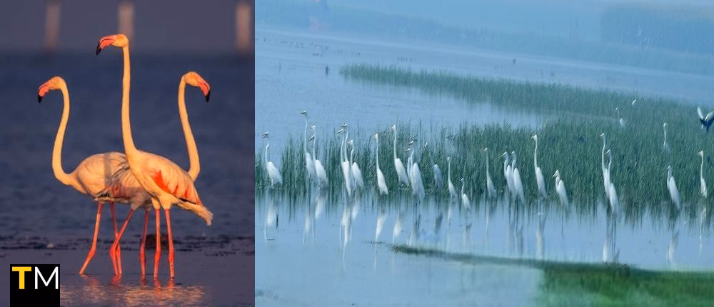 Ramsar Sites in India: Safeguarding Wetlands of International Importance